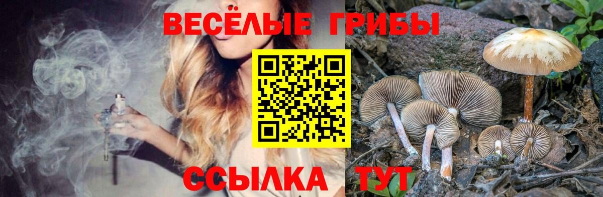Стерлитамак  Псилоцибиновые грибы Cubensis  Вход с VPN  Псилоцибиновые грибы Cubensis 